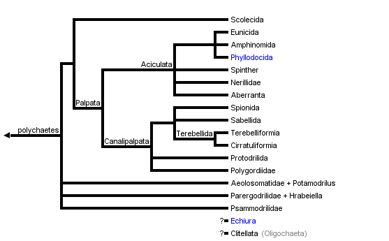 annelida