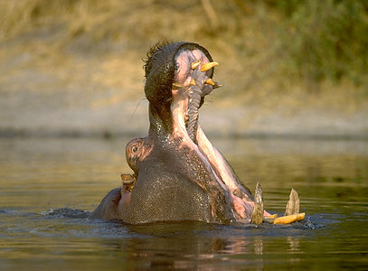 http://www.tolweb.org/tree/ToLimages/01035hippo.300a.jpg