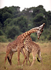 giraffes