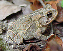 Fowler's toad