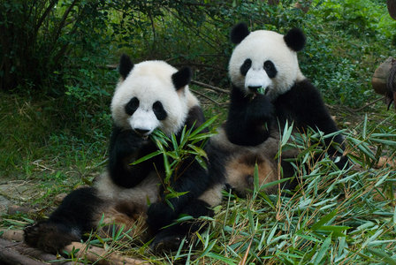Panda Jr Chinese Restaurant Garland Tx Panda Jr Chinese Restaurant Garland Tx