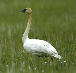 tundra swan