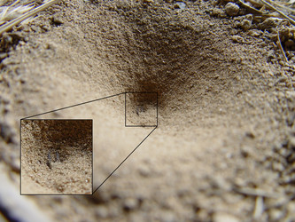 Antlion larva in pit