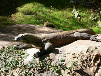 http://www.tolweb.org/tree/ToLimages/800px-varanus_komodoensis1.250a.jpg