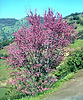 California redbud, Cercis occidentalis