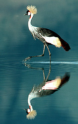 Crowned crane (Balearica pavonia), Tanzania