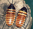 Elliptorhina chopardi