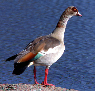 Egyptian goose (Alopochen aegyptiacus), Serengeti