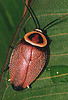 Ellipsidion australe