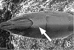 hyptiogastrine subgenital plate