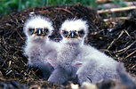 Bald eagle chicks