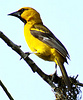 Altamira oriole