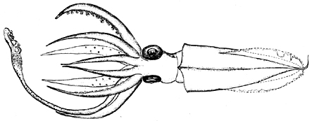 Nototeuthis dimegacotyle holotype