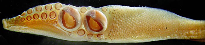 Oral view of tentacular club of Nototeuthis dimegacotyla