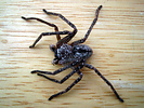 Huntsman or giant crab spider (Olios giganteus), Arizona