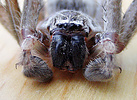 Huntsman or giant crab spider (Olios giganteus) face, Arizona