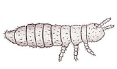 Onychiurus cocklei (Onychiuridae)