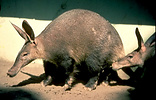 aardvark