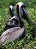 Brown pelican