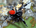 Jumping spider, Phidippus sp., Arizona