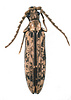 Prolixocupes latreillei