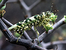 Target mantis (Pseudocreobotra wahlbergii), Tanzania
