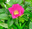 Rosa rugosa