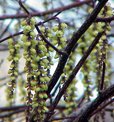 Stachyurus chinensis