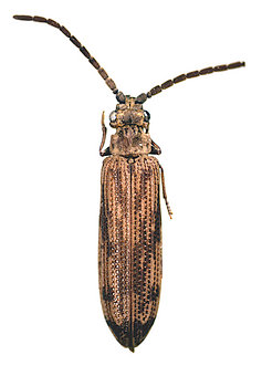 Tenomerga cinerea