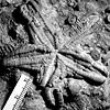 Trichasteropsis fossil