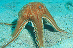 Orange sea star standing on its arms, eating?