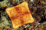 square, orange sea star, rare irregular specimen