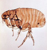 Xenopsylla cheopis flea