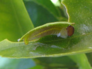 Larva on larval foodplant