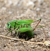Alpine bush cricket, adult female