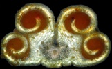 A cross section of a Lilium anther viewed under cross polarization.  The pollen grains appear orange.