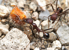 Aphaenogaster albisetosa workers collecting seeds
