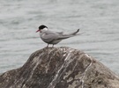 arctic tern perched