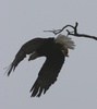 bald eagle flying from perch