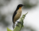perched black-capped donacobius