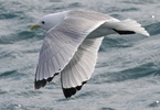 black legged kittewake