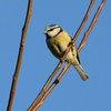 Blue tit