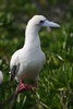 red footed booby