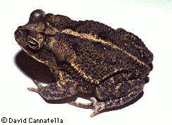 Bufo valliceps