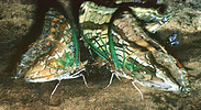 Charaxes candiope sucking tree sap