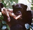 Chimpanzee (Pan troglodytes) eating meat