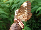 Citheronia regalis moth