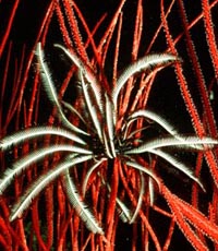 Feather star