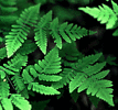 A fern from Lake Brooks, Alaska