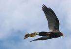 caracara chased by flycatcher